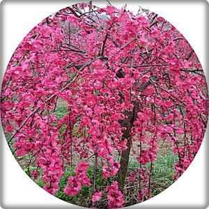 홍도화/수양홍도화/prunus persica/묘목/접목묘/유실수/과일나무/약용수/정원수