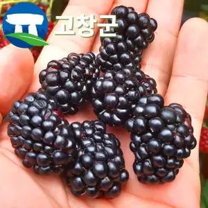 고창 복분자 블랙베리 특품 1kg / 생과 급냉 햇 슈퍼복분자