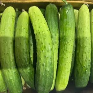 백다다기 오이 국내산 신선한 백오이 2kg(10개내외) / 산지직 송연구소