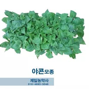 야콘모종 10개 26년