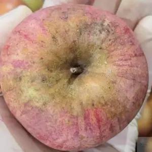 온지니엘 주스용 사과 3KG 맛있는사과