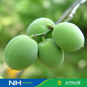 [순천농협] 청매실 매실 10kg(대/M) 액기스 매실장아찌