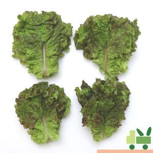 꽃상추 (포찹) 1Kg