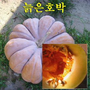 꼬레촌 늙은호박 맷돌호박 중탕1회용 kg혼합 통호박 10kg