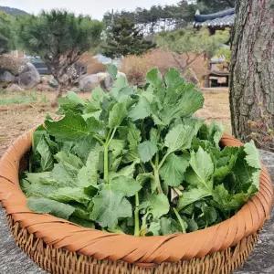 첩첩산중 어수리나물 2kg 강원도 정선 어수리 봄나물 산나물