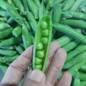 전북 고창 순창 껍질째 완두콩 2kg /햇완두콩