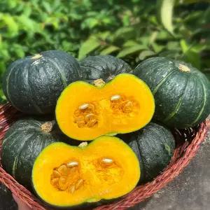 제주 미니 밤호박 단호박 보우짱 2kg 4kg