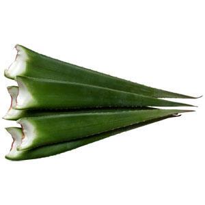 유기농 알로에 베라 생잎 5Kg