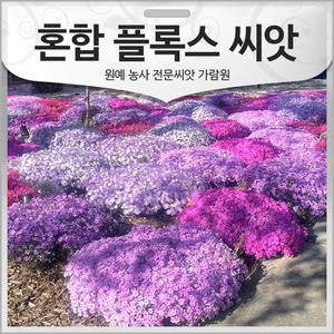 꽃잔디 씨앗 혼합 플록스 종자 꽃씨 지면 100알