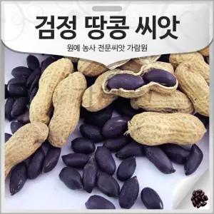 흑 땅콩 씨앗 검정 땅콩 종자 땅콩씨 검은 흑색 50알