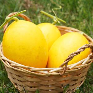 성산 골드 그린 하미과 멜론 메론 2-4kg