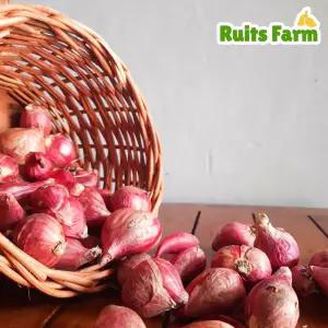 [루츠팜] 태국 샬롯 100g 태국양파 적양파 험댕 미니양파 shallot