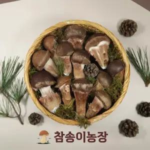 [참송이농장] 국내산 최상급 참송이버섯 상품 500g/1kg 선물용