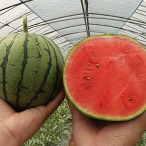 고당도 미니 애플수박 2통 3통 공중수박 산지발송 (미니 특대)