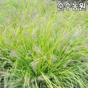 수크렁 모종, 루멘골드 6치포트 1개/수크령/그라스/다년초/가을꽃