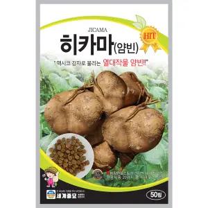 히카마 종자 50립