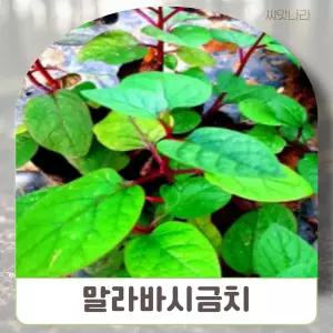씨앗나라 말라바시금치(황궁채) 씨앗 5립