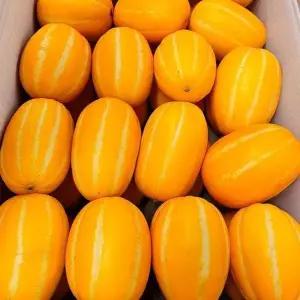 [자연의정]성주 참외 고당도 정품 소과 10kg