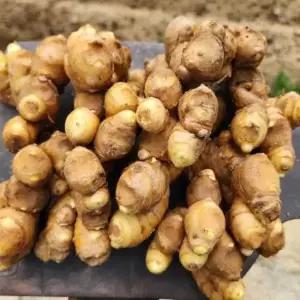 경북 영주 산지발송 개량종 씨생강(대강) 2kg/종자용