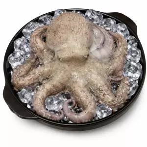 제철 자연산 돌문어 활 문어 자숙문어 제수용1kg [원산지:국산]