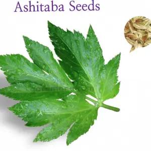 신선초 씨앗 명일엽 100알 Ashitaba seeds 1g