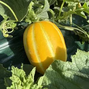 성주 참외 꿀참외 고당도 랜덤 5kg 가정용 꼬마과