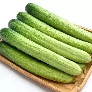 국내산 백오이 백다다기 못난이 오이지용 오이 5kg