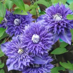 클레마티스 멀티 블루 12cm 포트묘 겹꽃 신품종 으아리 넝쿨식물 야생화