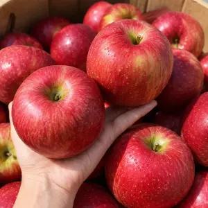 역마진재고털이 예산 고랭지 2026년 꿀내린 햇 사과 부사 5KG 대과