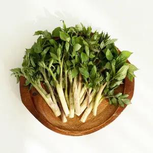 [대한민국농수산] 제철 남해 땅두릅 500g/ 1kg