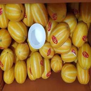 성주참외 고당도 꼬마 (-20과) 2kg (기본포장) 아삭 꿀참외