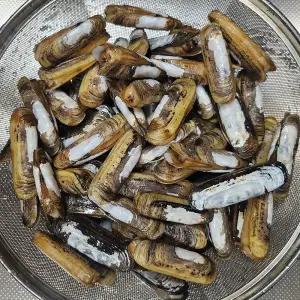 광양 가리 맛조개 2kg 50-80미 섬진강 가리맛조개 생물맛조개 죽합 조개 남해맛조개 섬진강조개