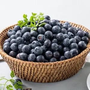 국내산 유기농 블루베리 생과 500g 왕특과(18-20mm)