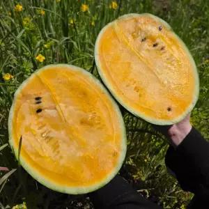 GAP 저탄소 고당도 노란 수박 블랙망고수박 4kg