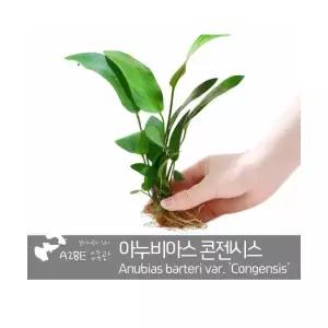 [에이투비]튼튼한 아누비아스 콘젠시스 / 큰1뿌리 잎 5장 이상