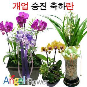 스승의날선물 초특가할인 고급 동양란 서양란 BEST 승진 개업 선물