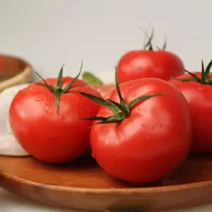 풍부한 과즙 찬이농장 무농약 토마토 5kg
