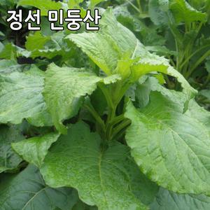 강원도 정선 생곤드레 2kg 민둥산 곤드레나물 산나물