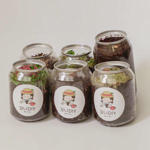 강낭콩 치커리싹 브로콜리싹 배추싹 루꼴라 고수 키우기 키트