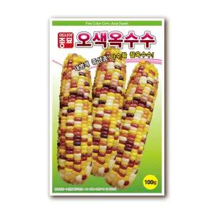 아시아종묘 오색옥수수 씨앗 100립 (찰옥수수/내병계/중생종/단맛이좋은)