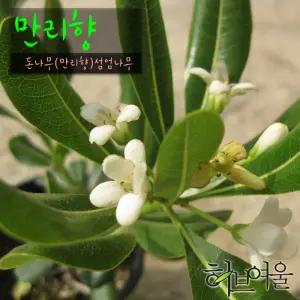 [허브여울관엽] 만리향 (무늬만리향 돈나무외목대) 지름 9cm 소품 15cm 중품화분 (좋은흙만 사용)