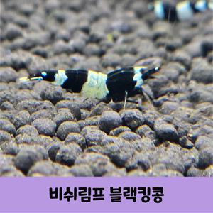 애완 관상용 블랙킹콩새우 비쉬림프 5마리