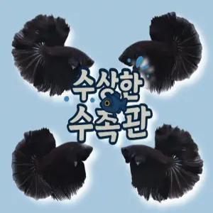 [수상한수족관] [하프문베타 ]솔리드색상 블랙 하프문 수컷 베타 / 1마리 / 랜덤발송