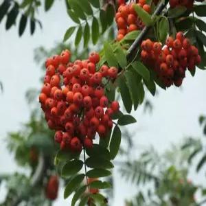 마가목묘목 마가목나무묘목 2년생포트묘목 유실수 약용수 조경수(TB)