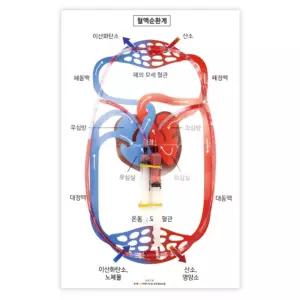 초등과학 주사기 호스 심장 혈액순환계 만들기 5인 실험키트 집중력 원리실습 과탐