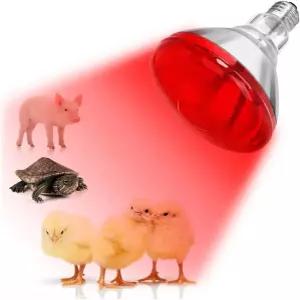 닭용 다투 적외선 열 램프 전구 빨간 홍수 조명 150W 브루더 쿱 애완동물 병아리 파충류 먹이 서비스 1팩