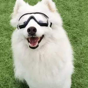 애견고글 애견안경 강아지안경 애견눈보호안경 반려견고글 강아지눈보호안경 애견 선글라스