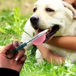 ( )약먹이기디스펜서 강아지 고양이 필건 반려동물 투약기