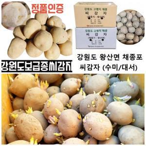 /정품/강원도/씨감자//수미/대서/두백/4/10/20kg/