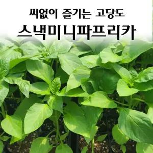 [모종심는아빠] 씨없이 즐기는 고당도 스낵미니파프리카 모종